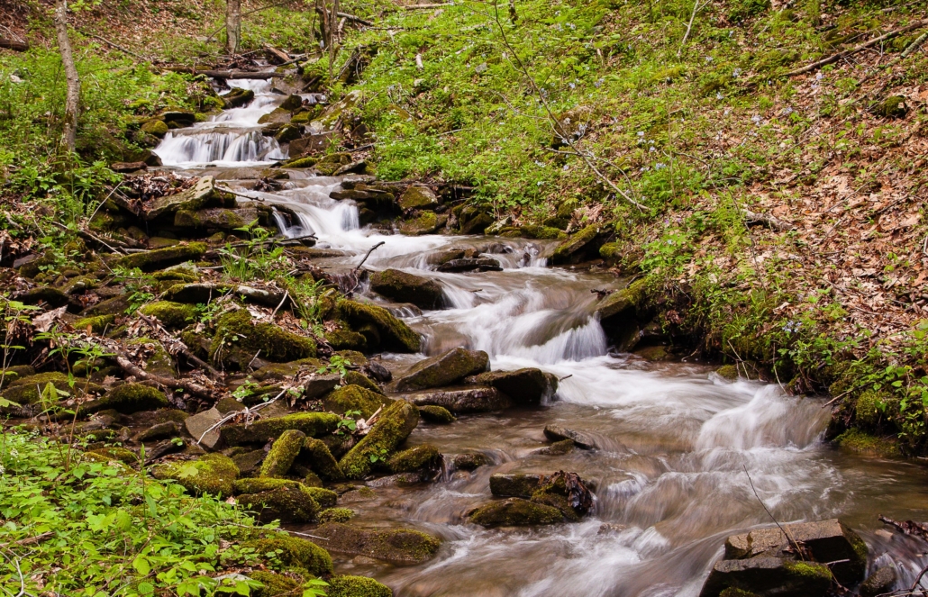 Image of a rushing and pristine stream from the headwaters of the Mon National Forest.