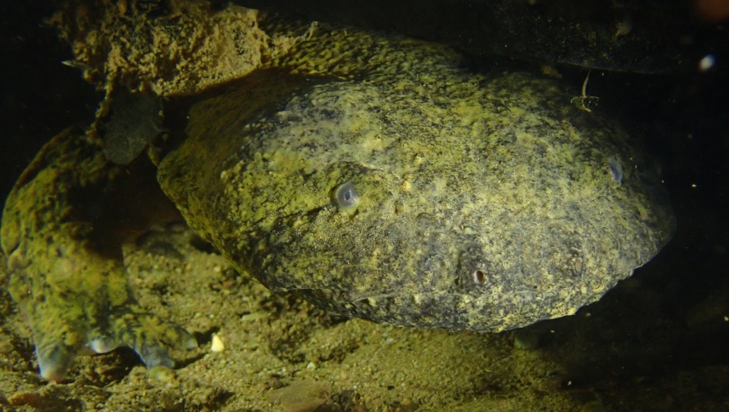 Image of an Eastern Hellbender.