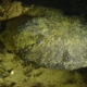 Image of an Eastern Hellbender.