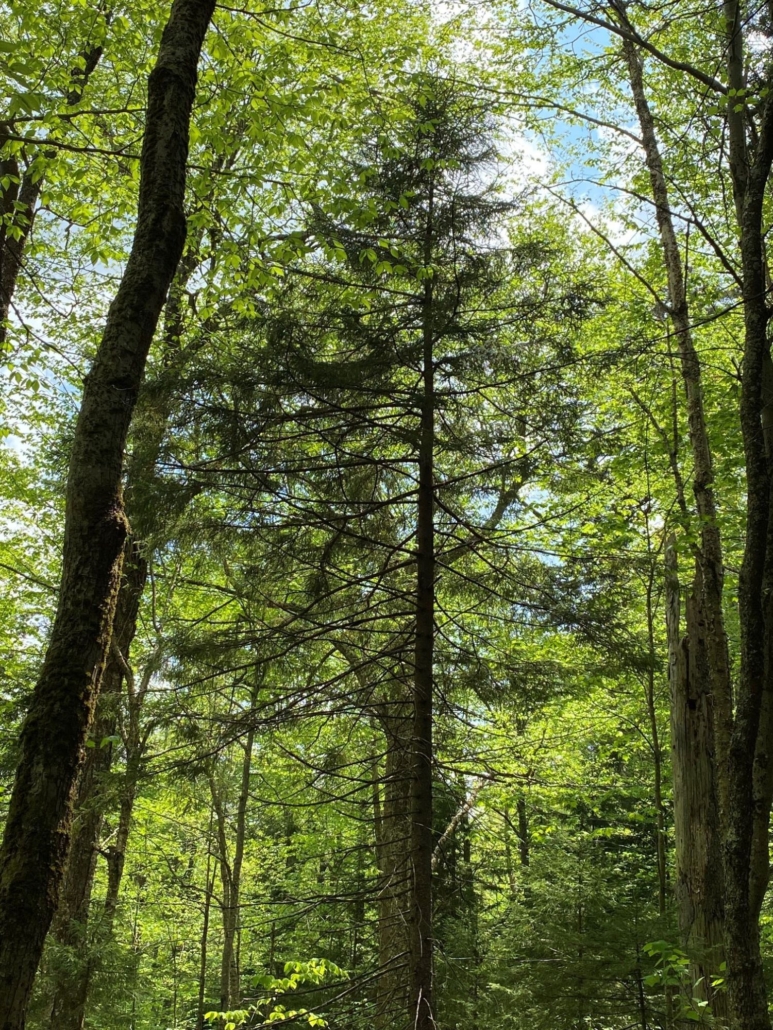 image of a dense forest of green trees