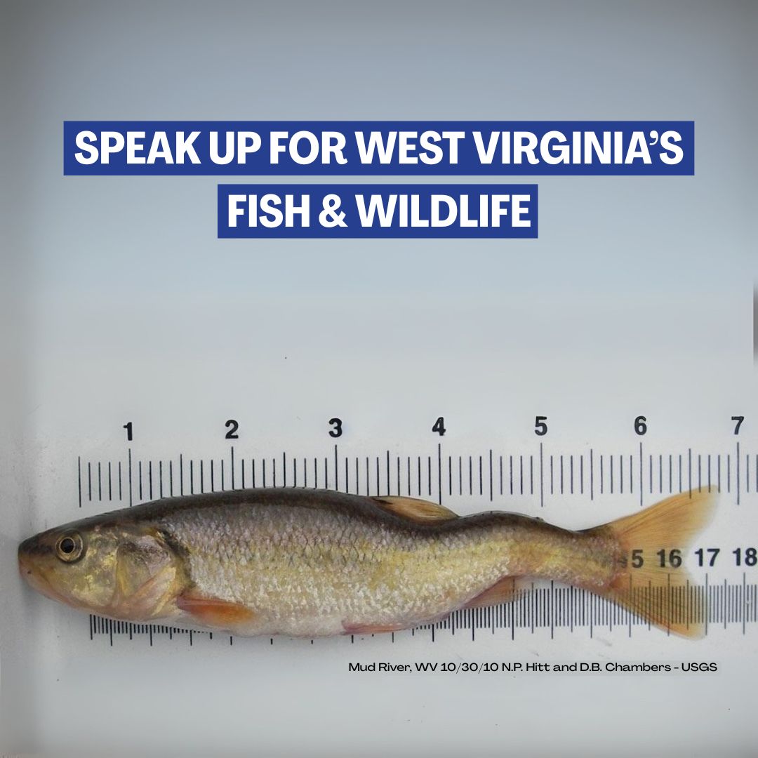 WV Rivers – WV Rivers